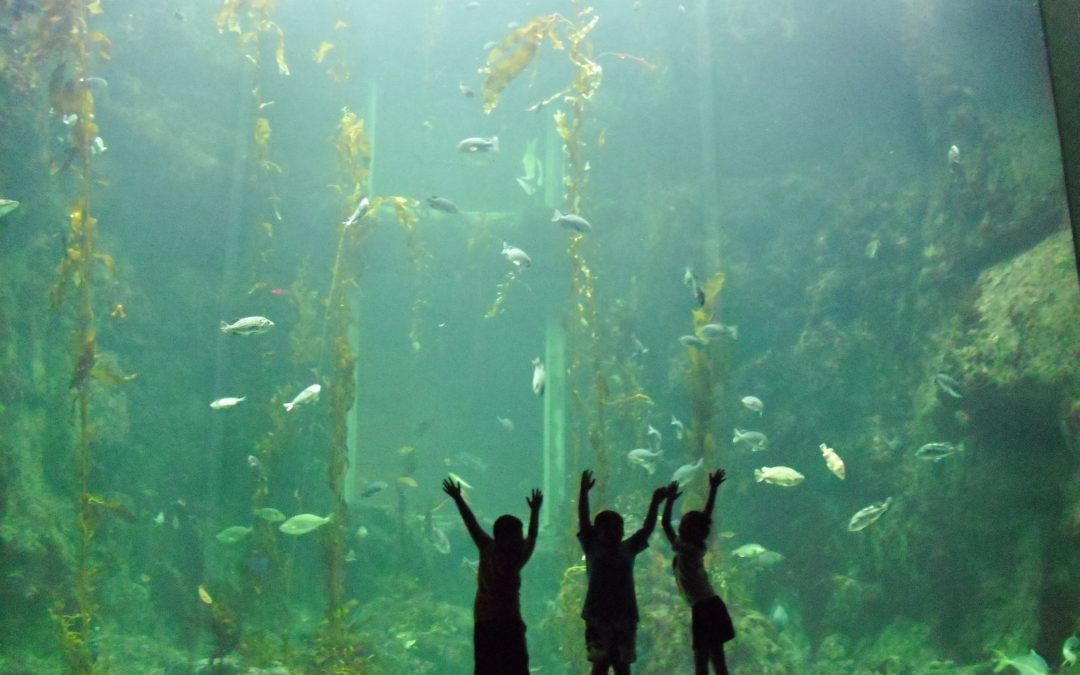 Children at the aquarium, amazed.