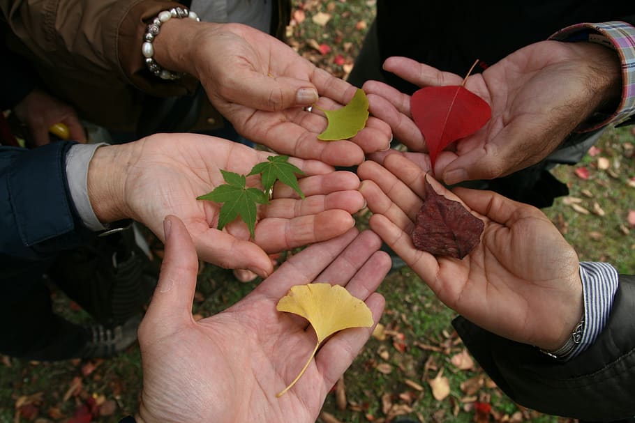 Five different hands bringing a different leaf.