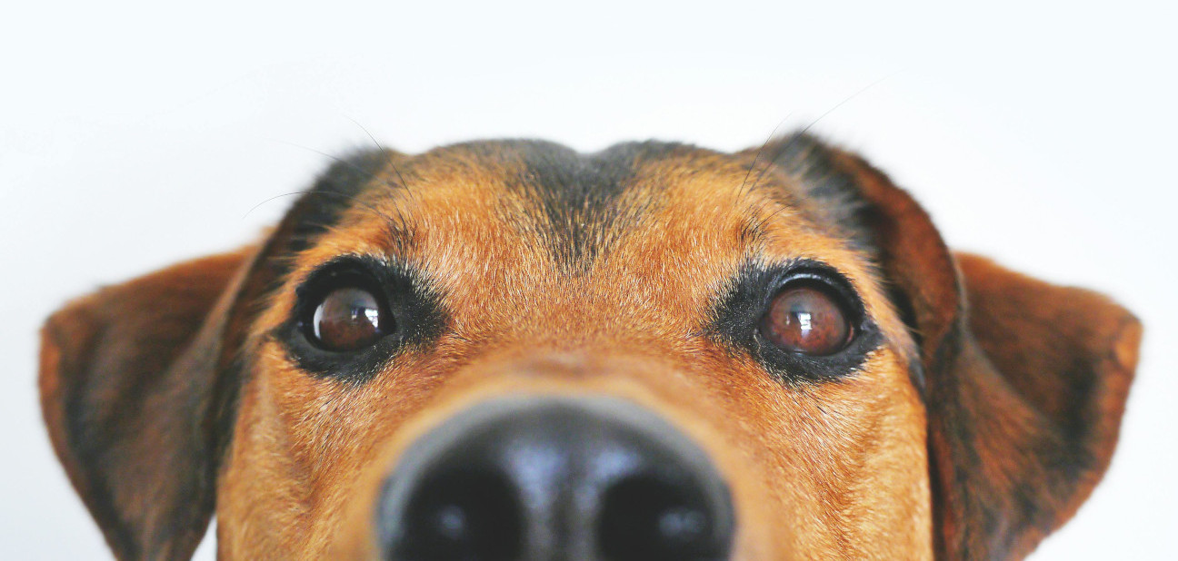 A dog listens attentively.