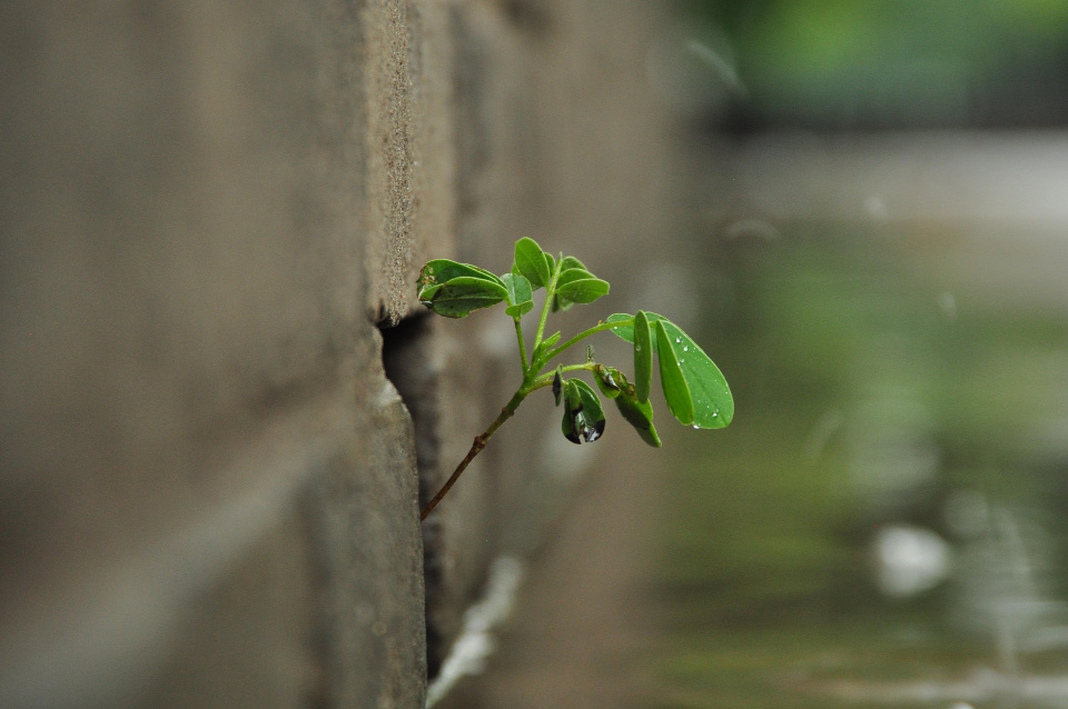 A new, green shoot grows out of a wall.