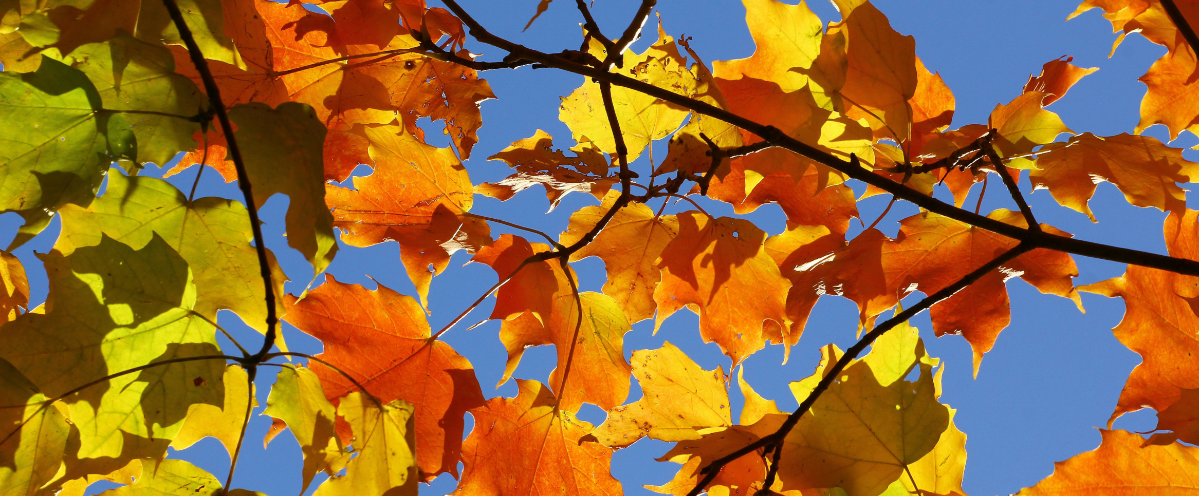 Leaves in transition.