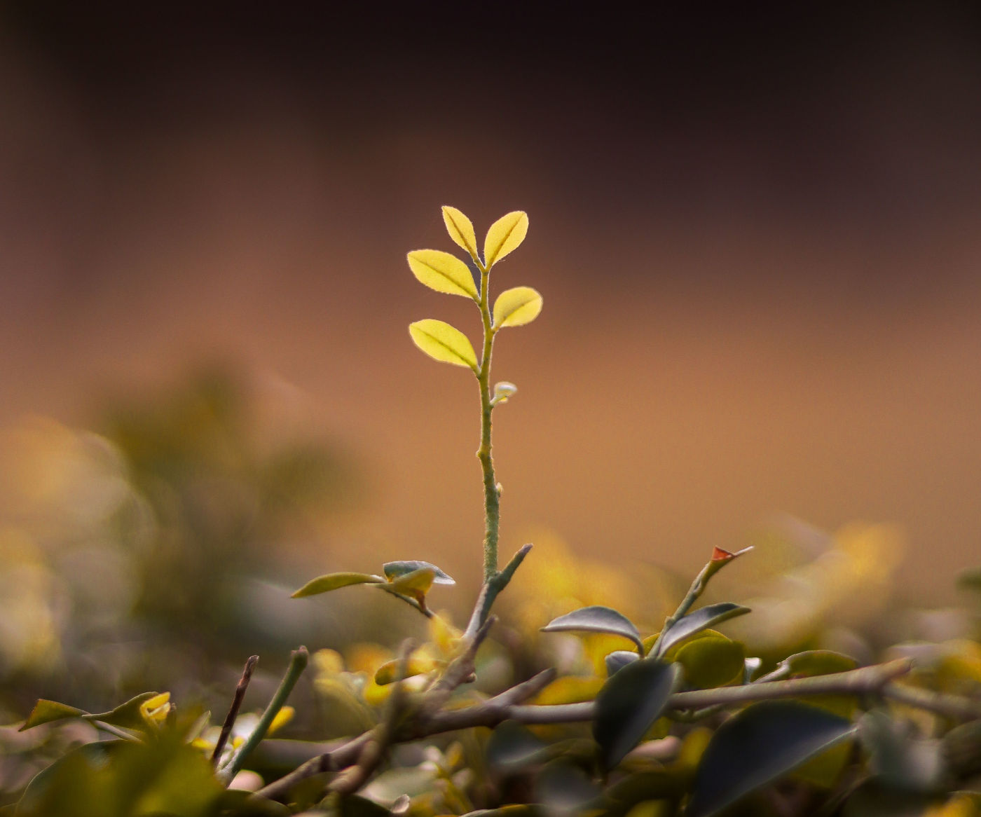 202610_compatible_freshnewbeginnings_cropscale